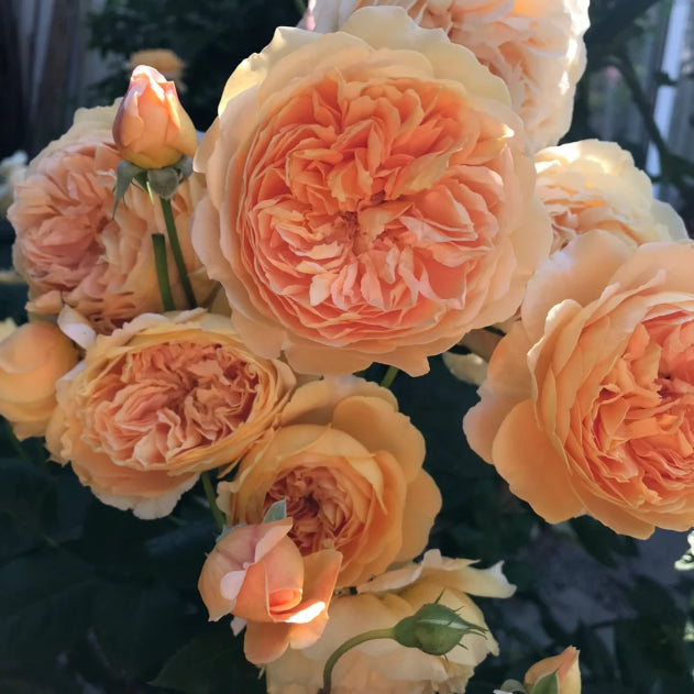🌹 Mixed-color Climbing Rose | Year-Round Blooming (UK Imported) 😍 50% off 😍 FOR TODAY ONLY !!! 🔥