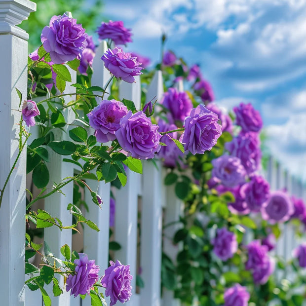 🌹 Mixed-color Climbing Rose | Year-Round Blooming (UK Imported) 😍 50% off 😍 FOR TODAY ONLY !!! 🔥