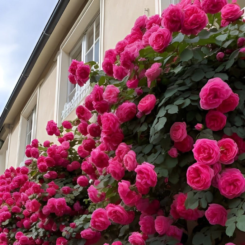 🌹 Mixed-color Climbing Rose | Year-Round Blooming (UK Imported) 😍 50% off 😍 FOR TODAY ONLY !!! 🔥