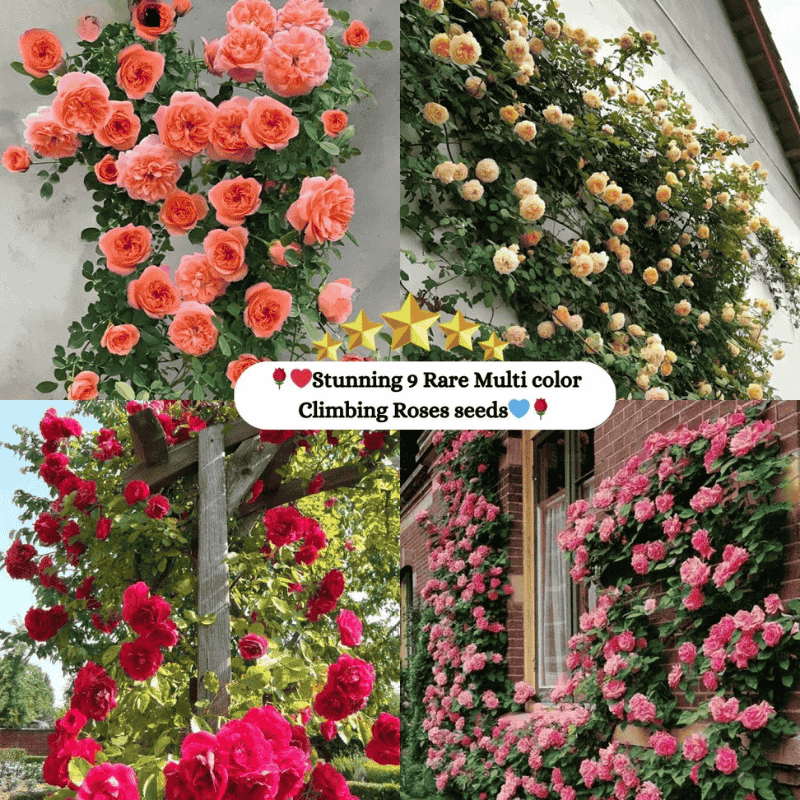 🌹 Mixed-color Climbing Rose | Year-Round Blooming (UK Imported) 😍 50% off 😍 FOR TODAY ONLY !!! 🔥