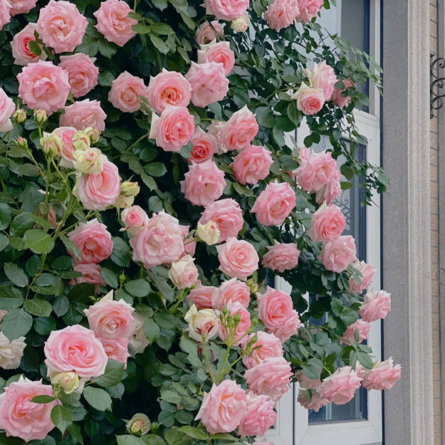 🌹 Mixed-color Climbing Rose | Year-Round Blooming (UK Imported) 😍 50% off 😍 FOR TODAY ONLY !!! 🔥