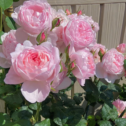 🌹 Mixed-color Climbing Rose | Year-Round Blooming (UK Imported) 😍 50% off 😍 FOR TODAY ONLY !!! 🔥