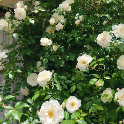 🌹 Mixed-color Climbing Rose | Year-Round Blooming (UK Imported) 😍 50% off 😍 FOR TODAY ONLY !!! 🔥