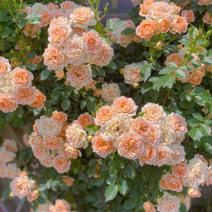 🌹 Mixed-color Climbing Rose | Year-Round Blooming (UK Imported) 😍 50% off 😍 FOR TODAY ONLY !!! 🔥