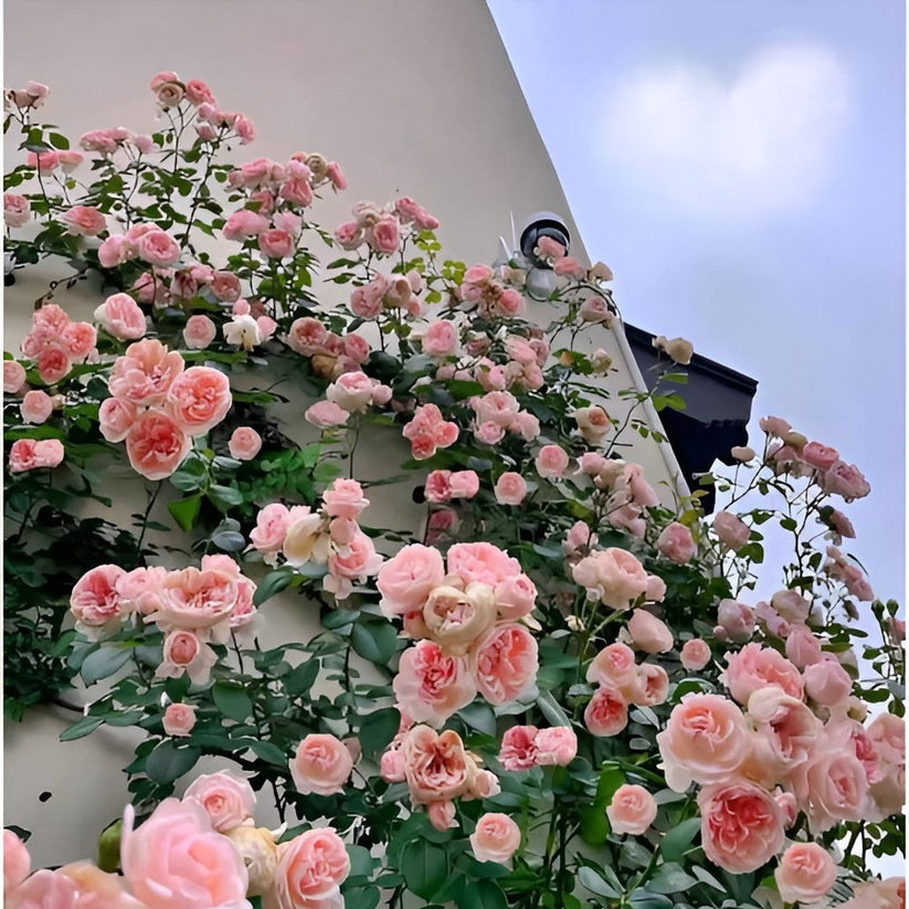 🌹 Mixed-color Climbing Rose | Year-Round Blooming (UK Imported) 😍 50% off 😍 FOR TODAY ONLY !!! 🔥
