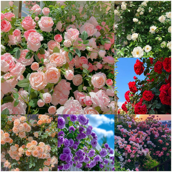 🌹 Mixed-color Climbing Rose | Year-Round Blooming (UK Imported) 😍 50% off 😍 FOR TODAY ONLY !!! 🔥