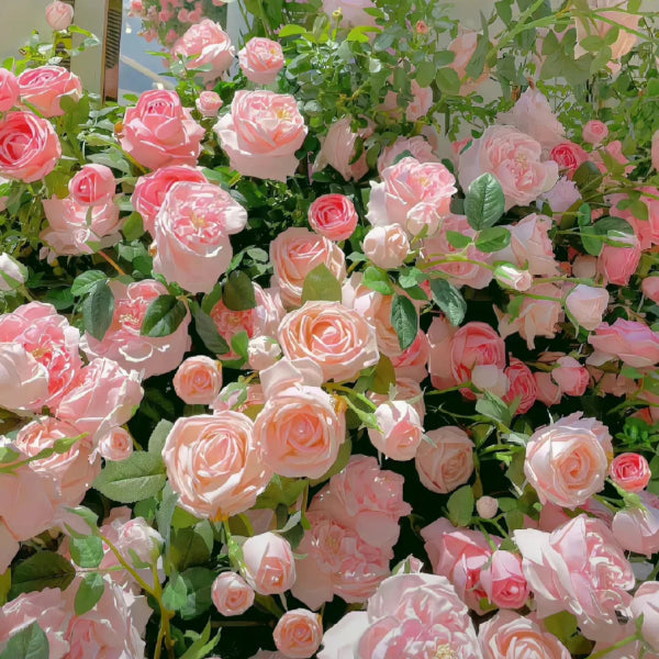 🌹 Mixed-color Climbing Rose | Year-Round Blooming (UK Imported) 😍 50% off 😍 FOR TODAY ONLY !!! 🔥