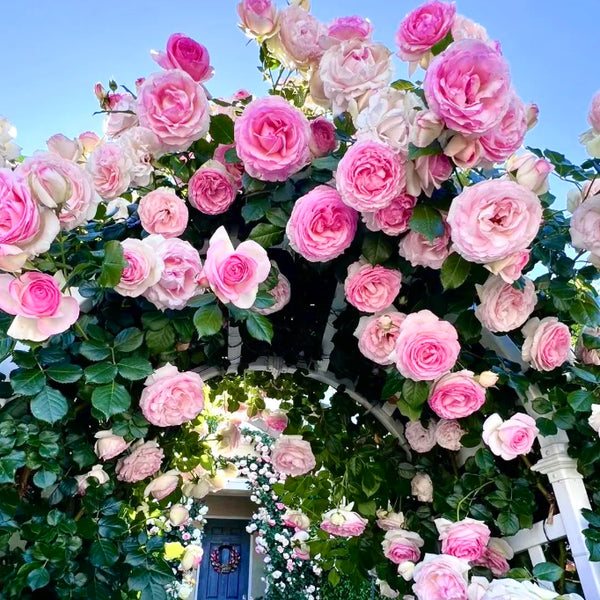 🌹 Mixed-color Climbing Rose | Year-Round Blooming (UK Imported) 😍 50% off 😍 FOR TODAY ONLY !!! 🔥