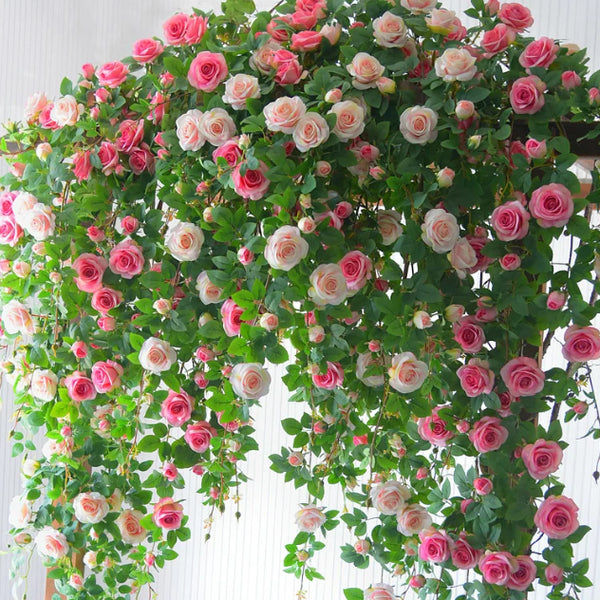 🌹 Mixed-color Climbing Rose | Year-Round Blooming (UK Imported) 😍 50% off 😍 FOR TODAY ONLY !!! 🔥