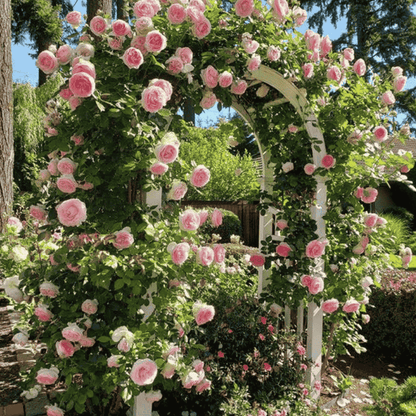 🌹 Mixed-color Climbing Rose | Year-Round Blooming (UK Imported) 😍 50% off 😍 FOR TODAY ONLY !!! 🔥