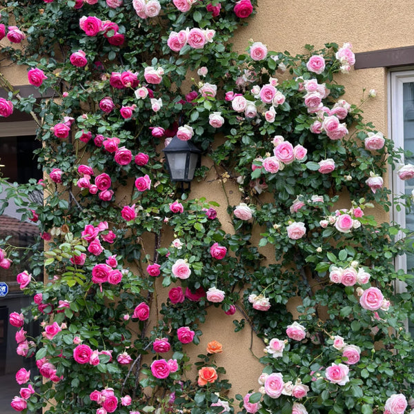 🌹 Mixed-color Climbing Rose | Year-Round Blooming (UK Imported) 😍 50% off 😍 FOR TODAY ONLY !!! 🔥
