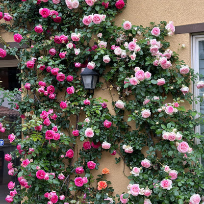 🌹 Mixed-color Climbing Rose | Year-Round Blooming (UK Imported) 😍 50% off 😍 FOR TODAY ONLY !!! 🔥