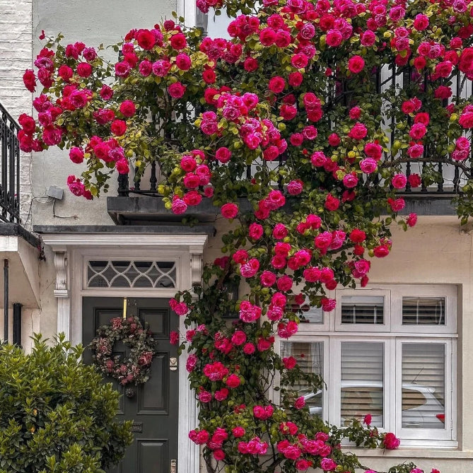 🌹 Mixed-color Climbing Rose | Year-Round Blooming (UK Imported) 😍 50% off 😍 FOR TODAY ONLY !!! 🔥