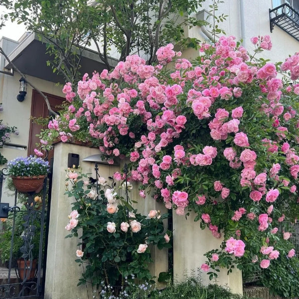 🌹 Mixed-color Climbing Rose | Year-Round Blooming (UK Imported) 😍 50% off 😍 FOR TODAY ONLY !!! 🔥