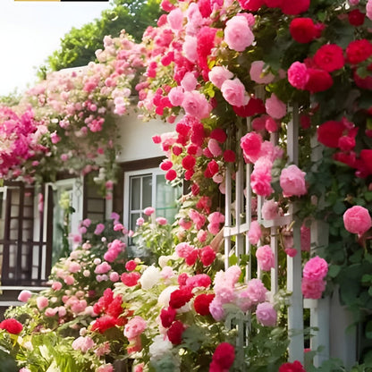🌹 Mixed-color Climbing Rose | Year-Round Blooming (UK Imported) 😍 50% off 😍 FOR TODAY ONLY !!! 🔥