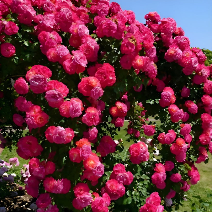 🌹 Mixed-color Climbing Rose | Year-Round Blooming (UK Imported) 😍 50% off 😍 FOR TODAY ONLY !!! 🔥