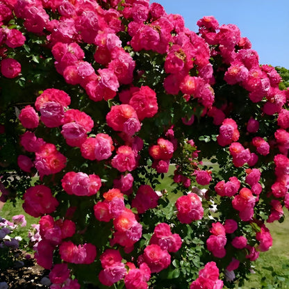 🌹 Mixed-color Climbing Rose | Year-Round Blooming (UK Imported) 😍 50% off 😍 FOR TODAY ONLY !!! 🔥
